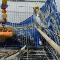 جفت خوشگل عروس هلندی