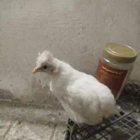 جوجه کوشین