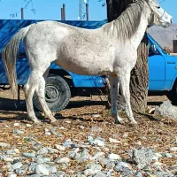 اسب مادیون|اسب و تجهیزات اسب‌سواری|سیلوانه, |دیوار