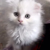 گربه اسکاتیش