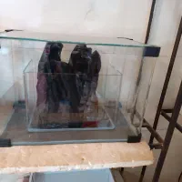 آکواریوم و لوازم آکواریوم