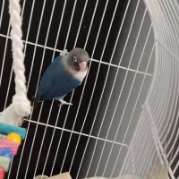 3000000عروس هلندی ماده کوتوله برزیلی نروقفس|پرنده|قم, نخودی|دیوار