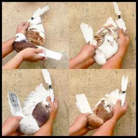 کفتر کبوتر گرفتنی بدرد بخور شب بالا مونده