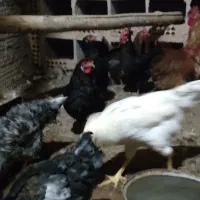 مرغ تخم گذار