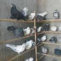 فروش فوری تعدادی کبونر پرش بالا