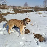 دوتا توله نر و ماده