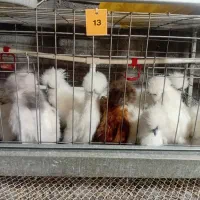 مجموعه دهکده جوجه تخم نطفه دار ابریشمی فول کیفیت