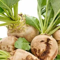 زمین اجاره واسه کشت چغندر میخام
