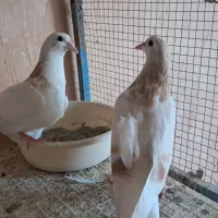 ساده هفترنگ