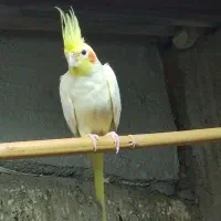 عروس هلندی