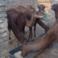 ۷نفر شتر درجه  ۱عالی فروشی|حیوانات مزرعه|سبزوار, ابارش|دیوار