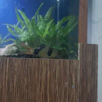 ماهی دلقک زیبا