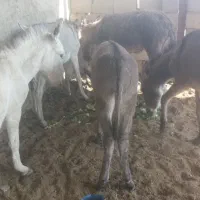 5 عدد کره الاغ (کره خر)|حیوانات مزرعه|خمینیشهر, |دیوار