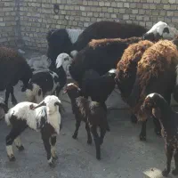 میش و بره پلنگی|حیوانات مزرعه|بیرانوند, |دیوار