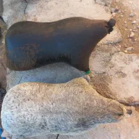 هیزه برای روغن حیوانی|صنایع دستی و سایر لوازم تزئینی|کوهدشت, |دیوار