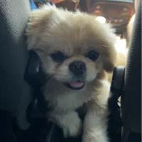 سگ پکینیز نر عقیم شده|سگ|بابل, |دیوار