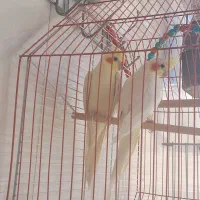 یک جفت عروس هلندی