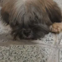 سگ پاکوتاه ماده