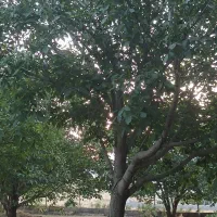 فروش باغ
