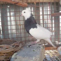 طوقی سیا ماده 350 کفتر سفید نیم طوق نر مست 200|پرنده|فیروزآباد (فارس), |دیوار