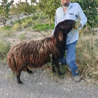 قوچ افشاری