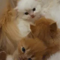 بچه گربه پرشین|گربه|قوچان, |دیوار