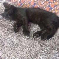 گربه واگذاری به علت نداشتن وقت و جا