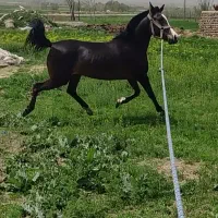 اسب