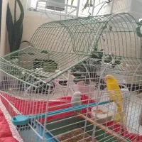 یه جفت مرغ عشق با قفس نو وسایل کامل