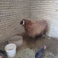 گوسفند نر|حیوانات مزرعه|بندر امام خمینی, |دیوار