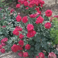 مغازه تجاری 25 متر حاشیه شریعتی73