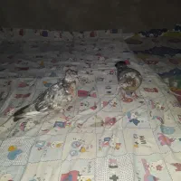 سینه هفت رنگ ذات دار جفت نر