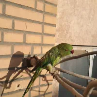 طوطی ملنگو ماده دوساله