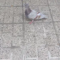 کفتر مسافتی جفت|پرنده|مشهد, پروین اعتصامی|دیوار
