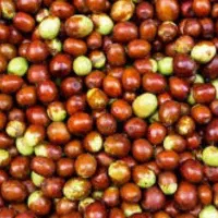 عناب تازه