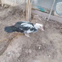 یک عدد مرغابی اسرائیلی ماده