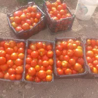 سلام ۱۵۰کیلوگورجه رب