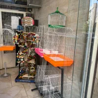 راهب عروس برزیلی کرینچیگ سخنگو رام دستی|پرنده|تهران, وحیدیه|دیوار