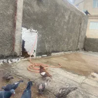 چند تا جوجه کلاغ ‌جوجه سینه سیاه وسرک