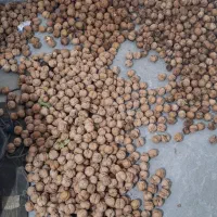 گردو|خوردنی و آشامیدنی|مشهد, شهید علی محمدی|دیوار