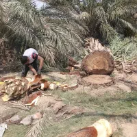 خدمات نخل بری زارعی|خدمات باغبانی و درختکاری|بهبهان, |دیوار