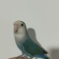 طوطی برزیلی