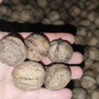 گردو