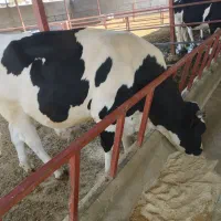 فروش یک عدد گوساله نر