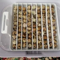 دستگاه جوجه کشی 30 تایی