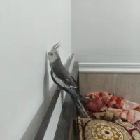 عروس هلندی