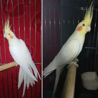 عروس هلندی لوتینو نر و مرواریدی و ..