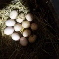 تخم لاری اوشامو