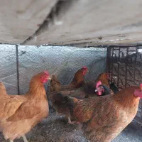 مرغ|حیوانات مزرعه|مهریز, |دیوار