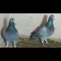 کفتر سبز پلاکی|پرنده|جهرم, |دیوار